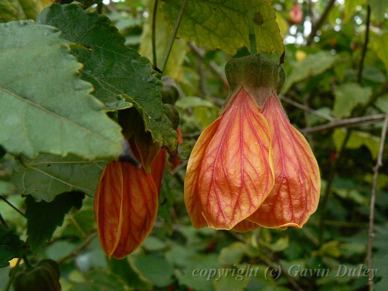 Abutilon x hybridum 'Souvenir de Bonn', Adelaide Botanic Gardens P1080777.JPG